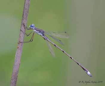 Lestes australis, male